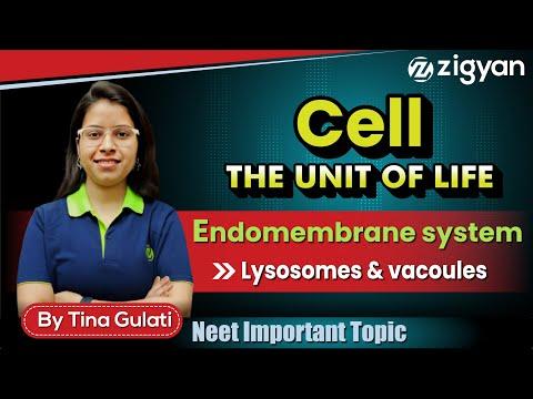 Lysosomes | Vacuoles | Endomembrane system | Cell - The unit of life | Types of lysosomes | NEET |